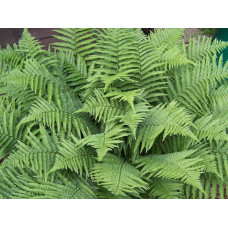 Щитовник мужской "Dryopteris"