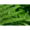 Щитовник мужской "Dryopteris"