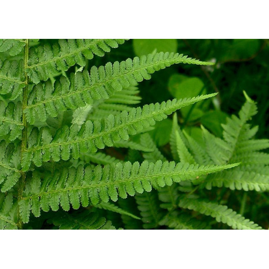 Щитовник мужской "Dryopteris"