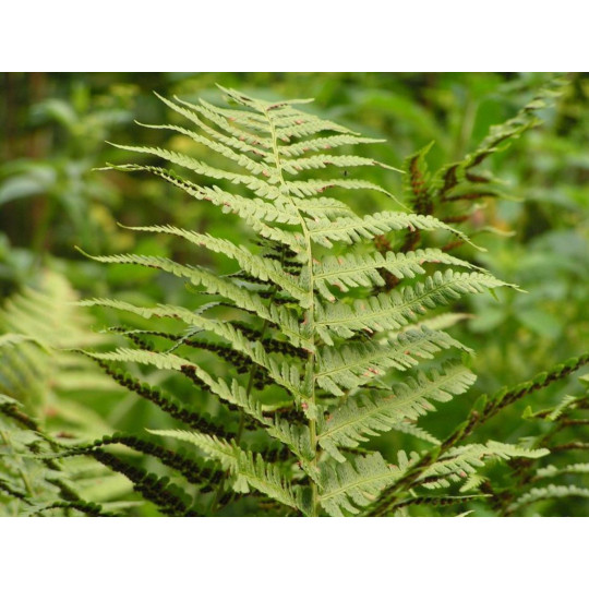 Щитовник мужской "Dryopteris"