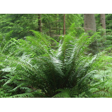 Щитовник родственный "Dryopteris"