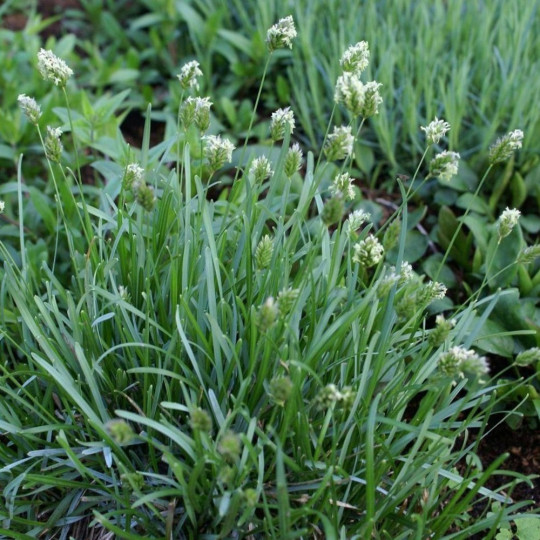 Сеслерия голубая "Sesleria"
