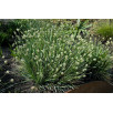 Сеслерия голубая "Sesleria"