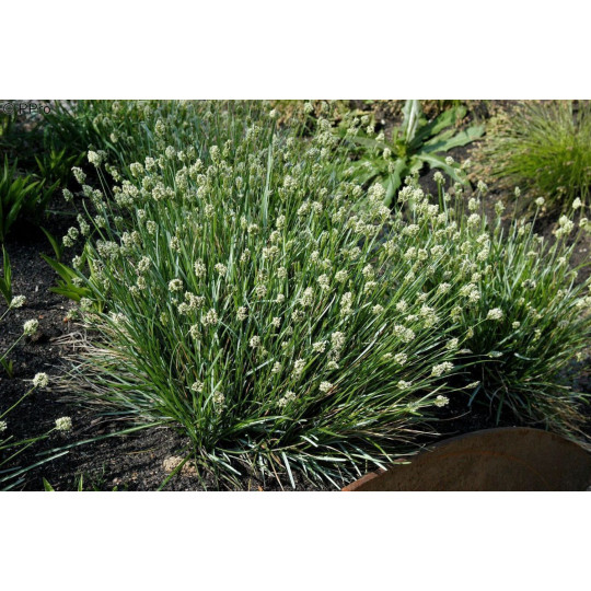 Сеслерия голубая "Sesleria"