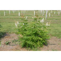 Рябинник рябинолистный "Sorbifolia"
