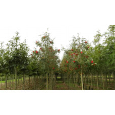 Рябина обыкновенная Эдулис "Edulis"