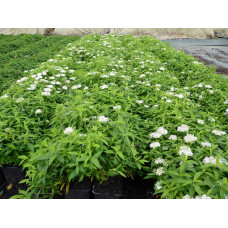 Спирея японская Альбифлора "Albiflora"