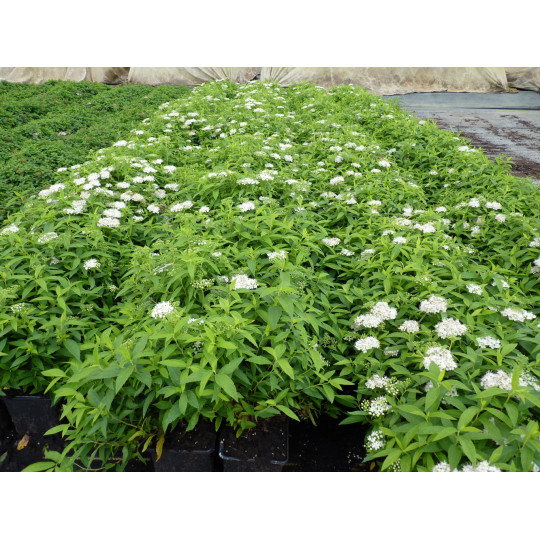 Спирея японская Альбифлора "Albiflora"