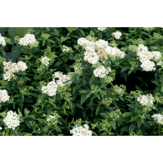 Спирея японская Альбифлора "Albiflora"