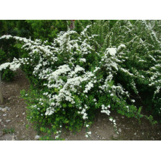 Спирея ниппонская Сноумаунд "Snowmound"