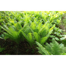 Папоротник обыкновенный "Struthiopteris"