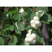 Снежноягодник "Symphoricarpos"