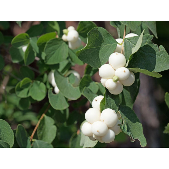 Снежноягодник "Symphoricarpos"