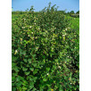 Снежноягодник "Symphoricarpos"