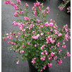 Снежноягодник "Symphoricarpos"
