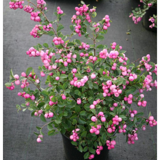 Снежноягодник "Symphoricarpos"