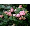 Снежноягодник "Symphoricarpos"