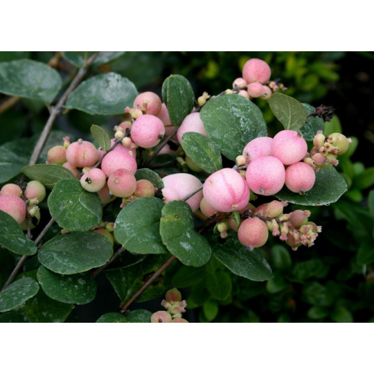 Снежноягодник "Symphoricarpos"