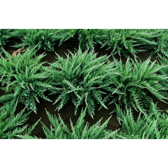 Можжевельник казацкий "Tamariscifolia"