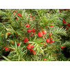 Тис ягодный "Taxus"