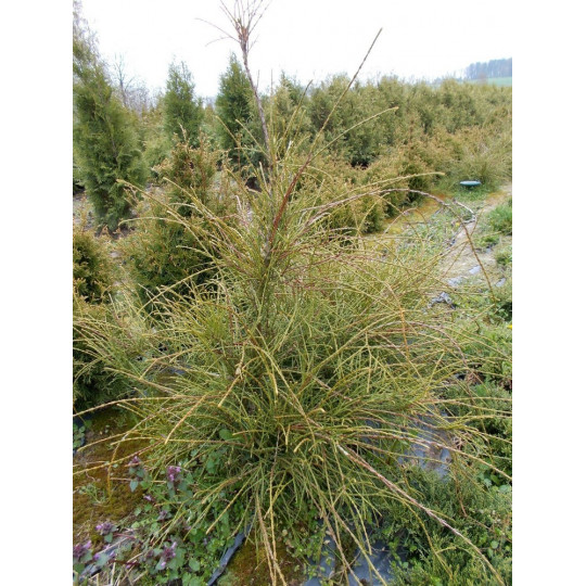 Туя западная Филиформис "Filiformis"