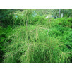 Туя западная Филиформис "Filiformis"