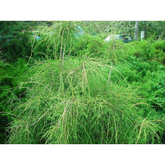 Туя западная Филиформис "Filiformis"