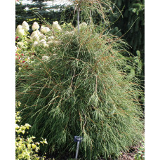 Туя западная Филиформис "Filiformis"