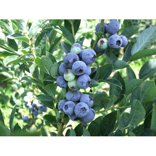 Голубика садовая Блюголд "Bluegold"