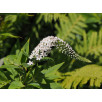 Вербейник ландышевый "Clethroides"