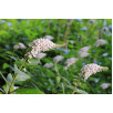 Вербейник ландышевый "Clethroides"