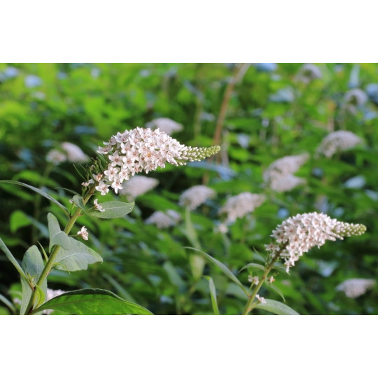 Вербейник ландышевый "Clethroides"
