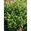 Вербейник ландышевый "Clethroides"