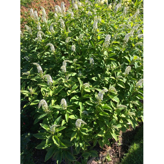 Вербейник ландышевый "Clethroides"
