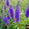 Вероника колосковая "Blue Bouquet"