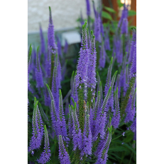 Вероника колосковая "Blue Bouquet"