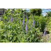 Вероникаструм сибирский "Veronicastrum"