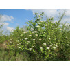 Калина гордовина "Lantana"