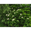 Калина гордовина "Lantana"