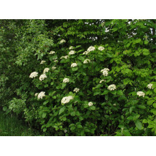 Калина гордовина "Lantana"
