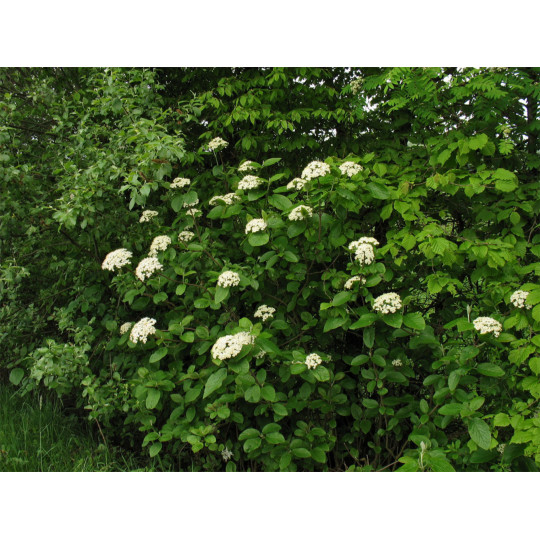 Калина гордовина "Lantana"