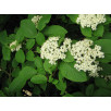 Калина гордовина "Lantana"