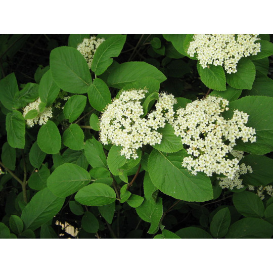 Калина гордовина "Lantana"