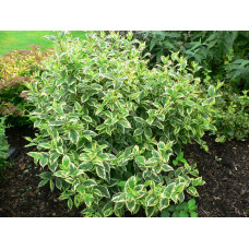 Вейгела цветущая Вариегата "Variegata"