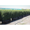 Живая изгородь Кизильник блестящий "Cotoneaster"