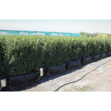 Живая изгородь Кизильник блестящий "Cotoneaster"