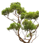 BONSAI, топиары, шар